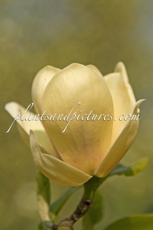 Magnolia ‘Butterball’