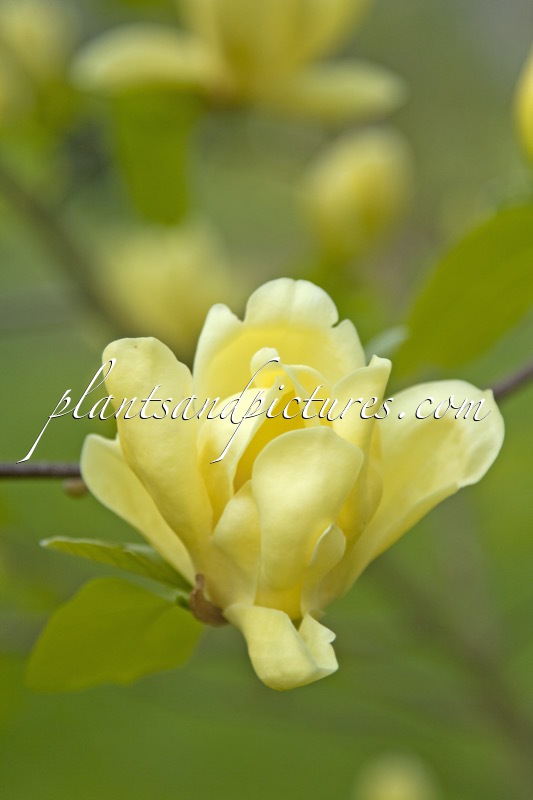 Magnolia ‘Lois’