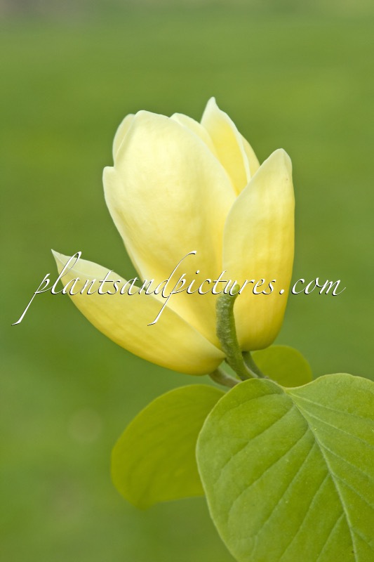 Magnolia ‘Lois’