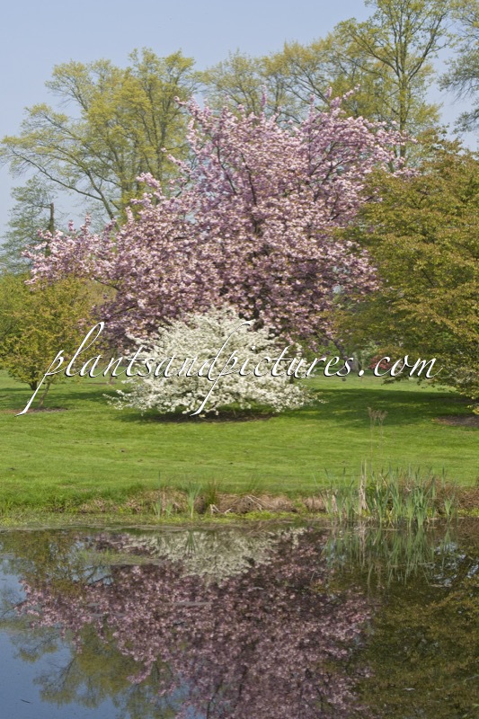 Prunus serrulata ‘Kanzan’