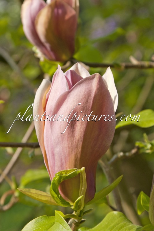 Magnolia brooklynensis ‘Evamaria’