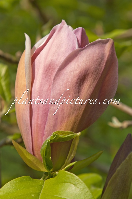 Magnolia brooklynensis ‘Evamaria’