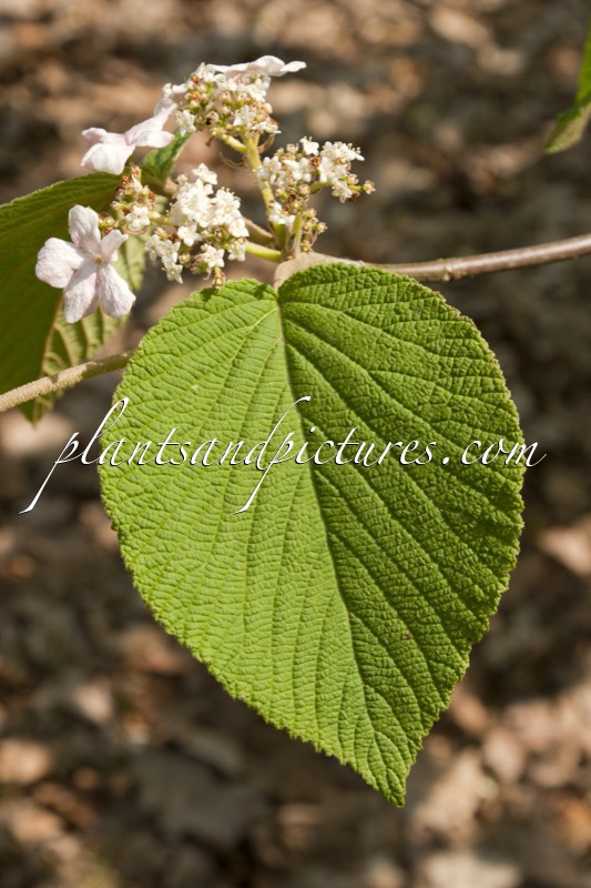 Viburnum lantanoides