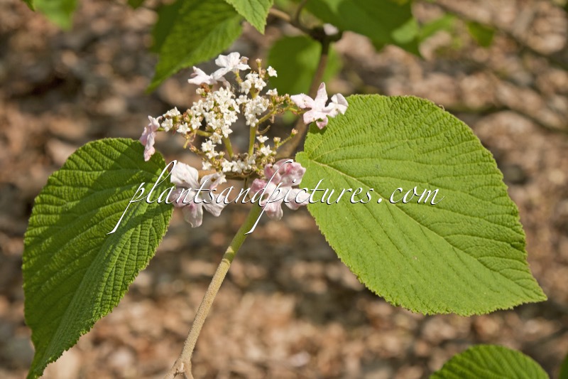 Viburnum lantanoides