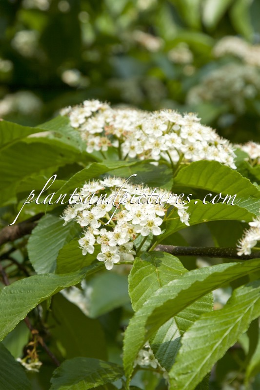 Sorbus caloneura
