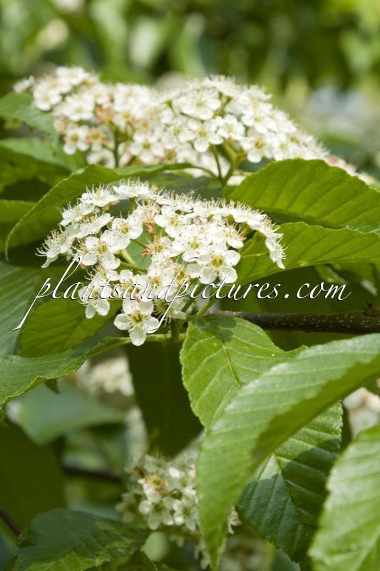 Sorbus caloneura