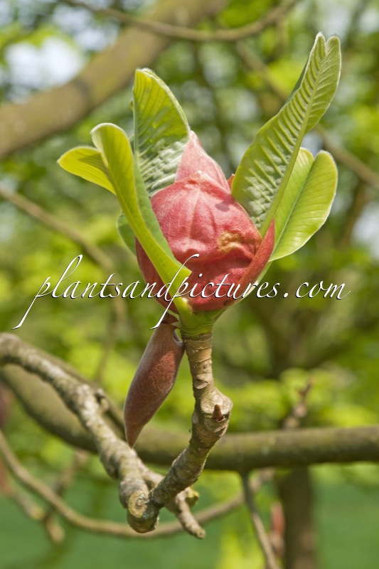 Magnolia officinalis var. biloba