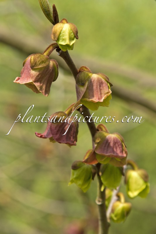 Asimina triloba