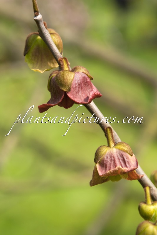 Asimina triloba