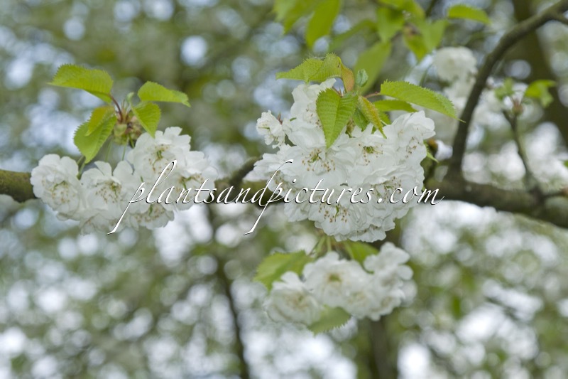 Prunus avium ‘Plena’