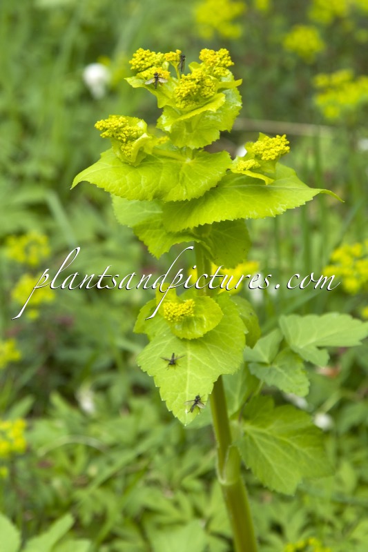 Smyrnium perfoliatum