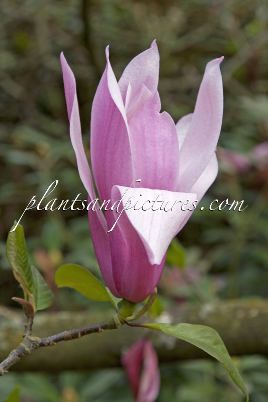 Magnolia ‘Spectrum’