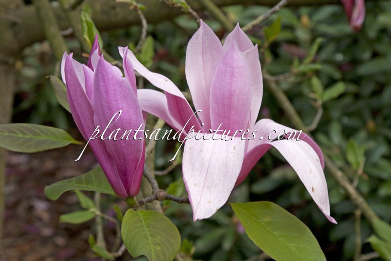 Magnolia ‘Spectrum’