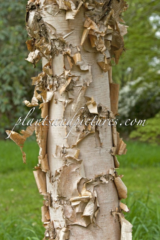 Betula costata