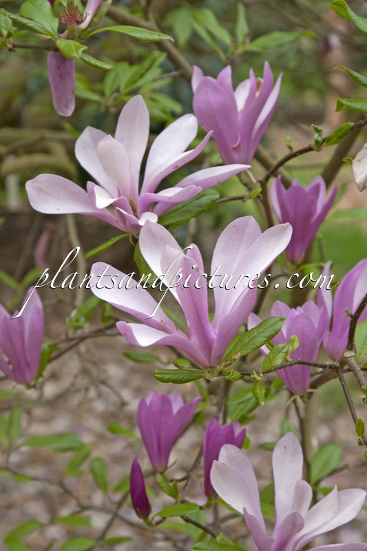 Magnolia ‘Ann’