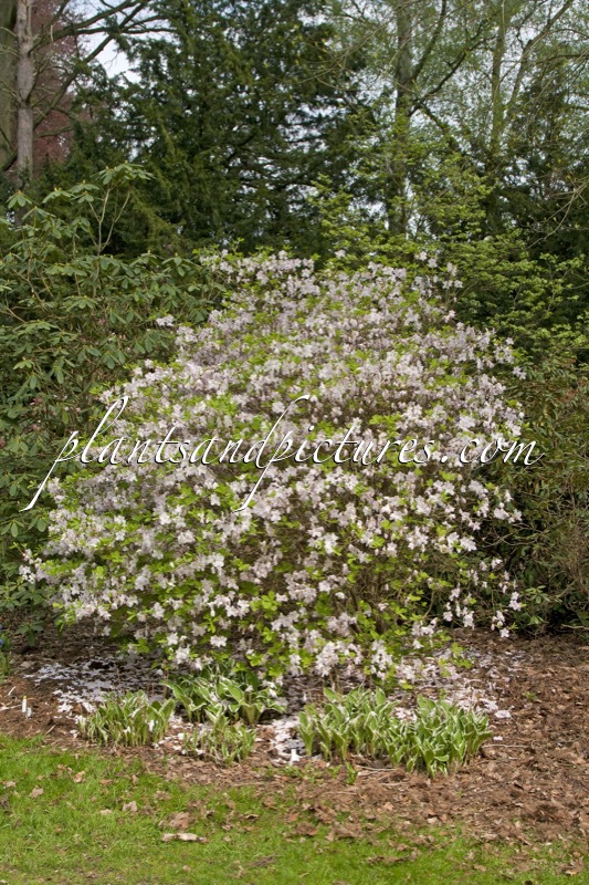 Rhododendron schlippenbachii