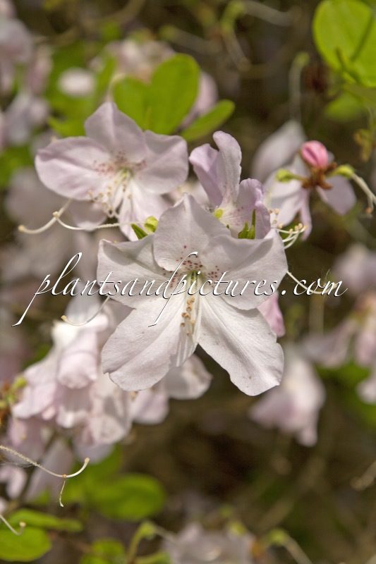 Rhododendron schlippenbachii