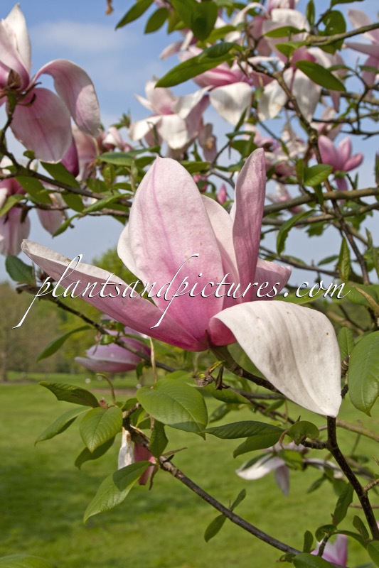 Magnolia ‘Star Wars’