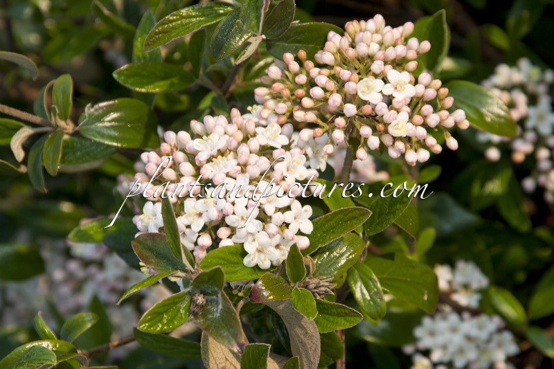 Viburnum burkwoodii ‘Conoy’