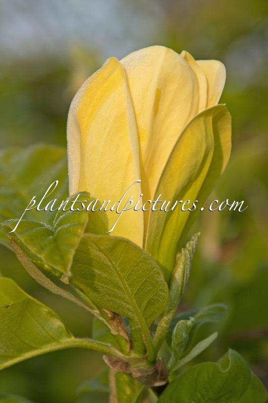 Magnolia brooklynensis ‘Yellow Bird’