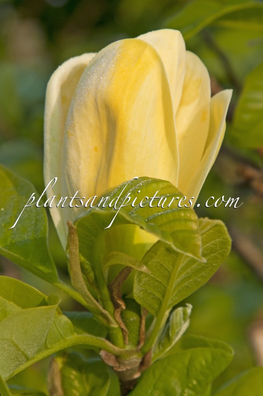 Magnolia brooklynensis ‘Yellow Bird’
