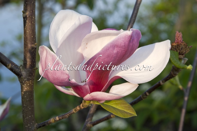 Magnolia ‘Ruby’
