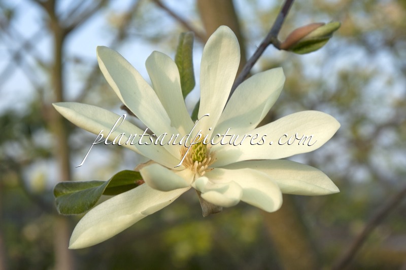 Magnolia ‘Gold Star’