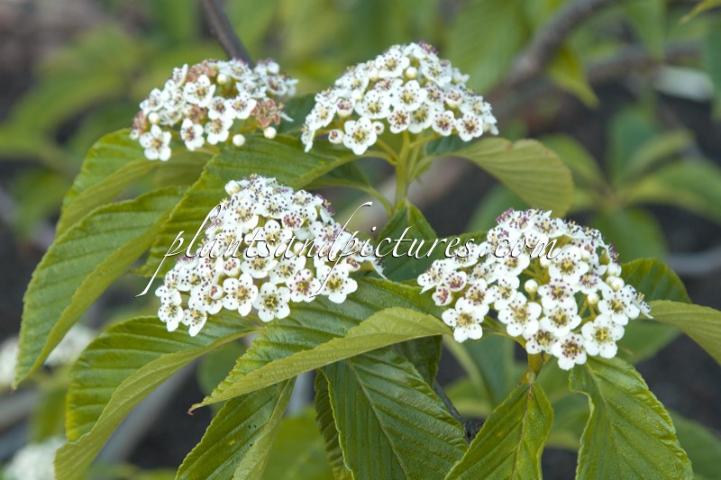 Sorbus megalocarpa