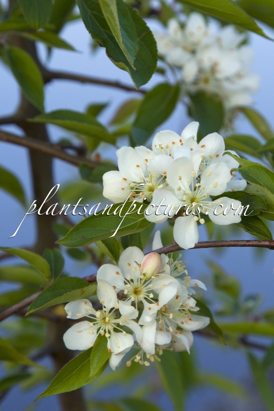 Malus kansuensis