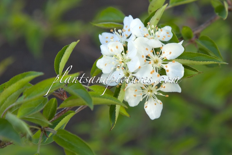 Malus kansuensis