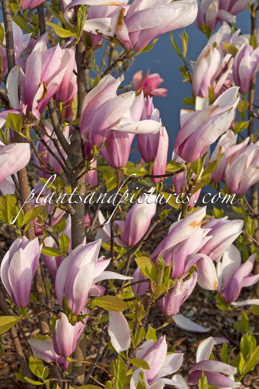 Magnolia ‘Sentinel’