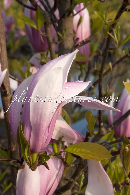 Magnolia ‘Sentinel’