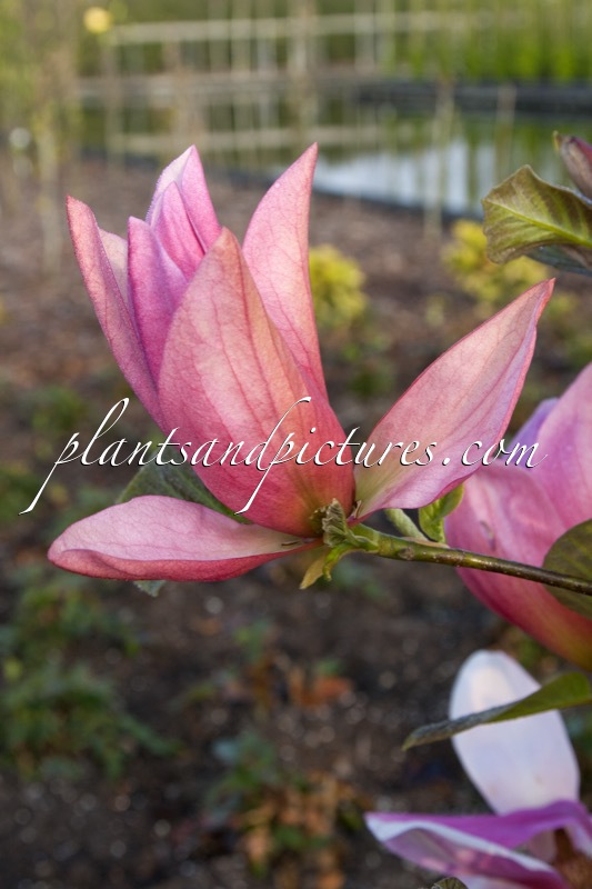 Magnolia ‘Daybreak’