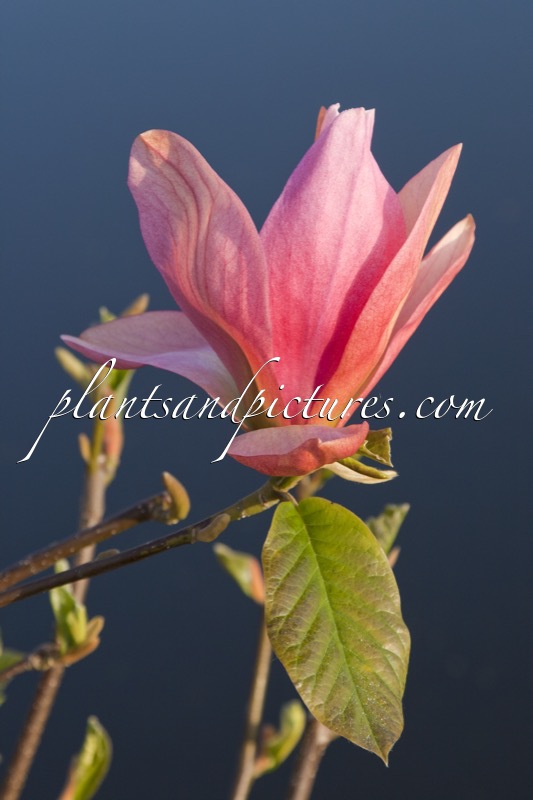 Magnolia ‘Daybreak’