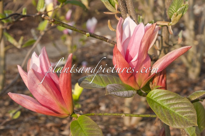 Magnolia ‘Daybreak’