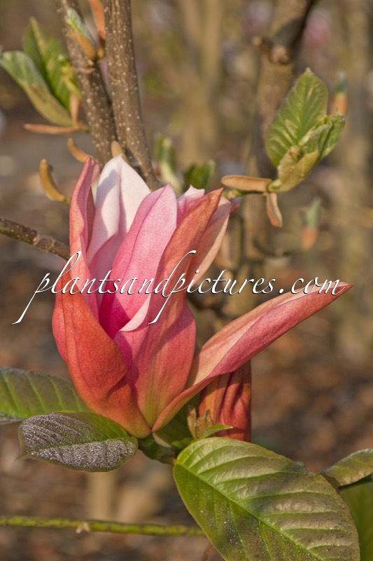 Magnolia ‘Daybreak’