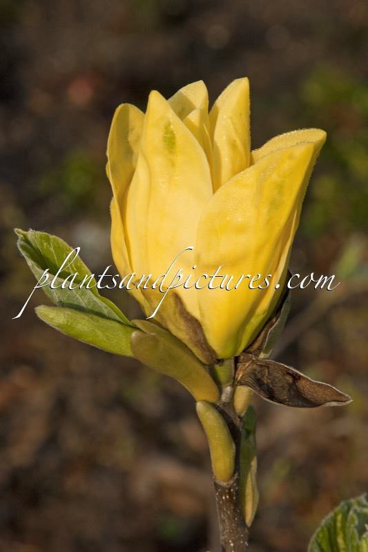 Magnolia ‘Daphne’