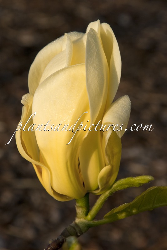 Magnolia ‘Carlos’