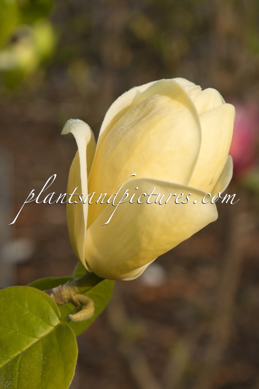 Magnolia ‘Lois’