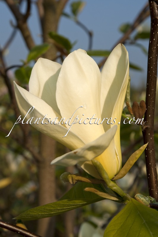 Magnolia ‘Yellow Garland’