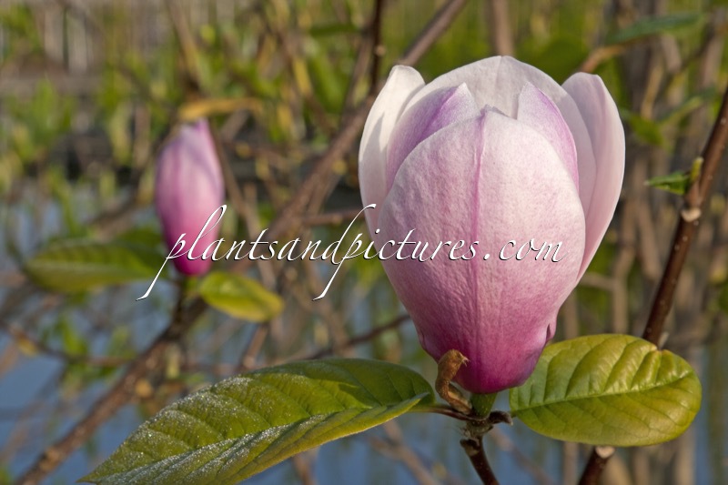 Magnolia ‘Sangreal’