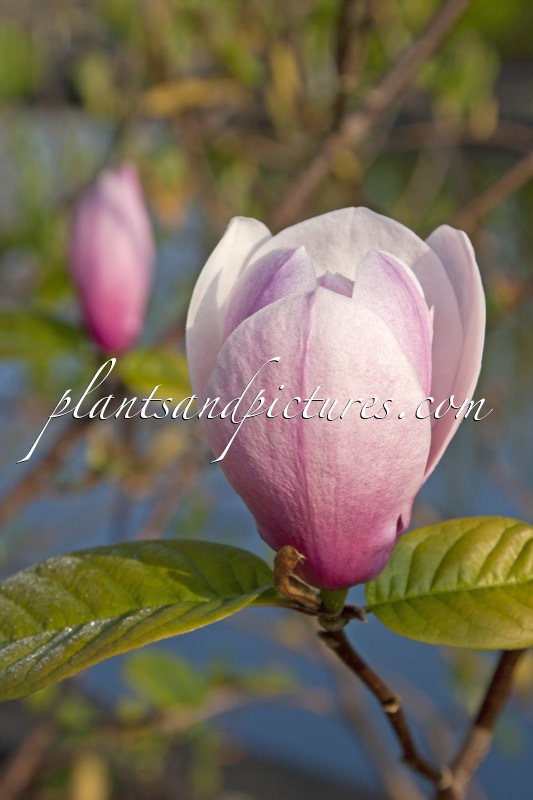 Magnolia ‘Sangreal’