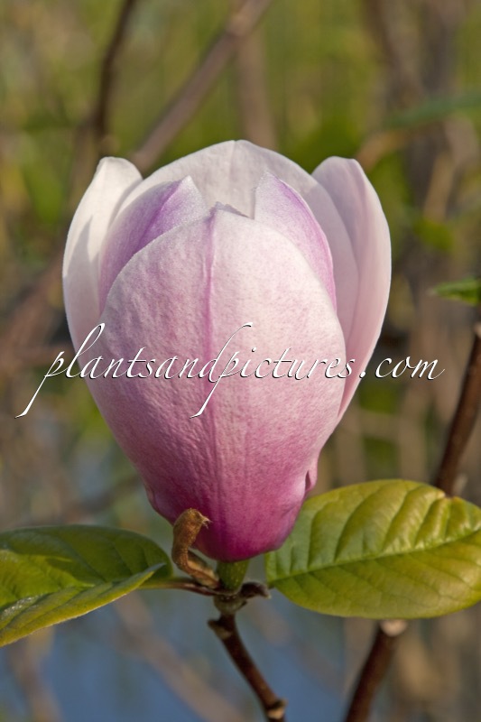 Magnolia ‘Sangreal’