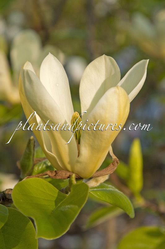 Magnolia ‘Golden Pond’