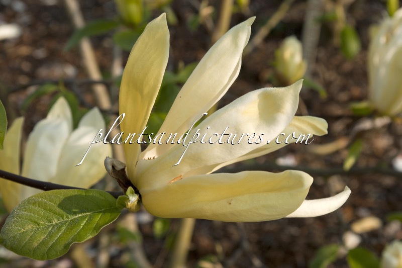 Magnolia ‘Limelight’