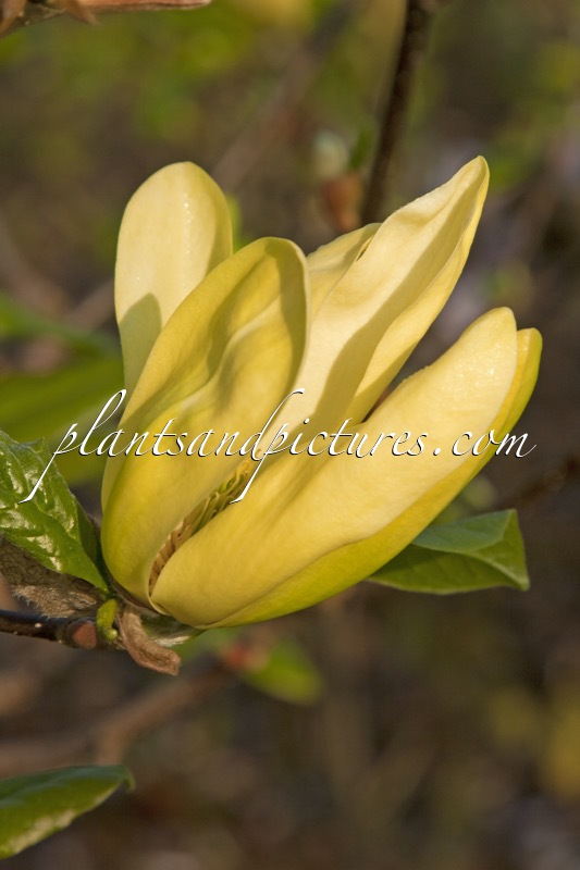 Magnolia ‘Sunburst’