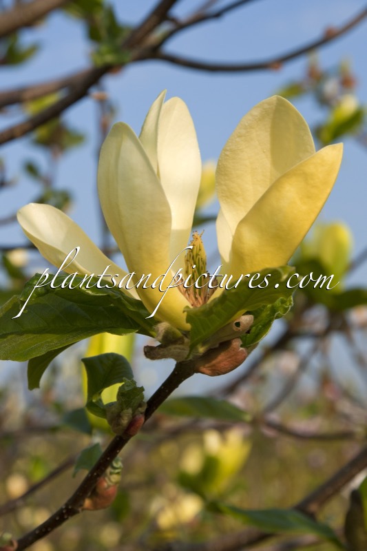 Magnolia ‘Sunburst’