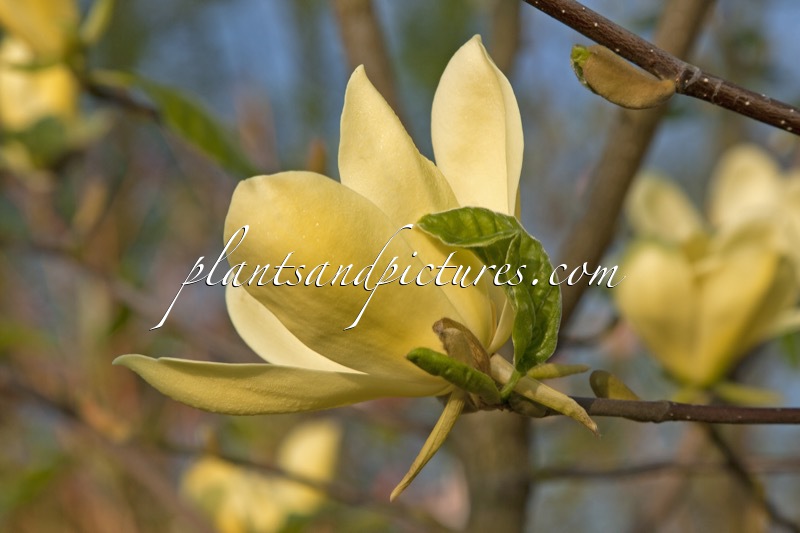 Magnolia ‘Golden Sun’