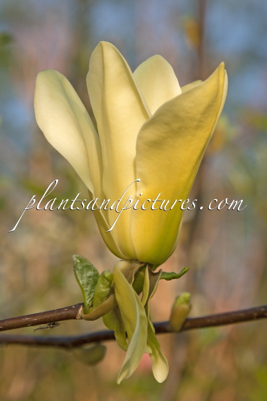 Magnolia ‘Golden Endeavor’