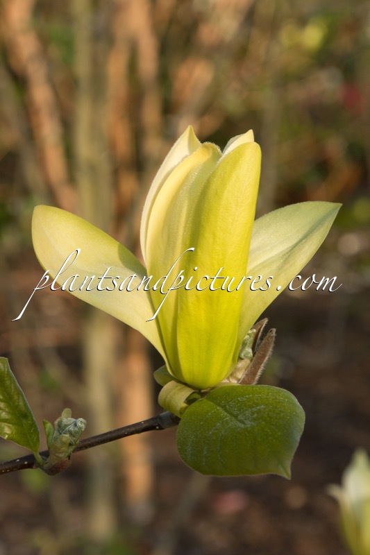 Magnolia ‘Solar Flair’